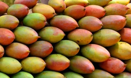 Totapuri Mangoes